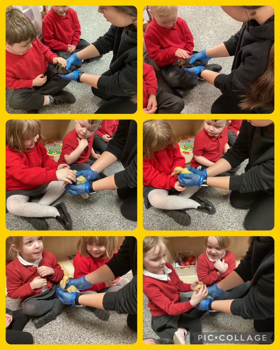 WMPrimaryF1's tweet photo. We were super excited to meet the ducklings this morning. #psed #utw #caringforanimals https://t.co/YXVWtNapYd