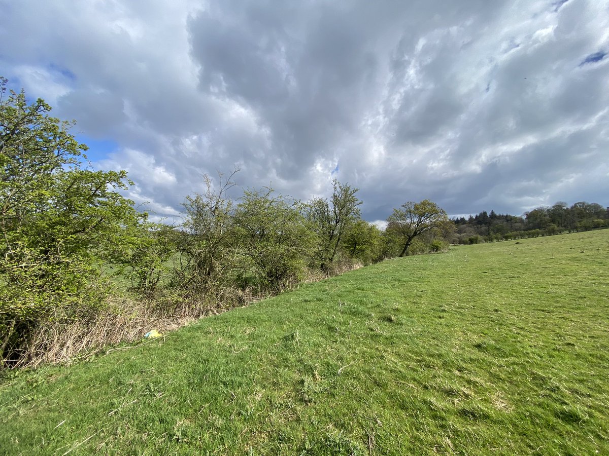 BirderSymington's tweet photo. Lots of M/F Blackcaps around this morning, Hares, Deer, and Butterflies about Symington. #Symington #wildlife #nature https://t.co/fVjTJ9mKje