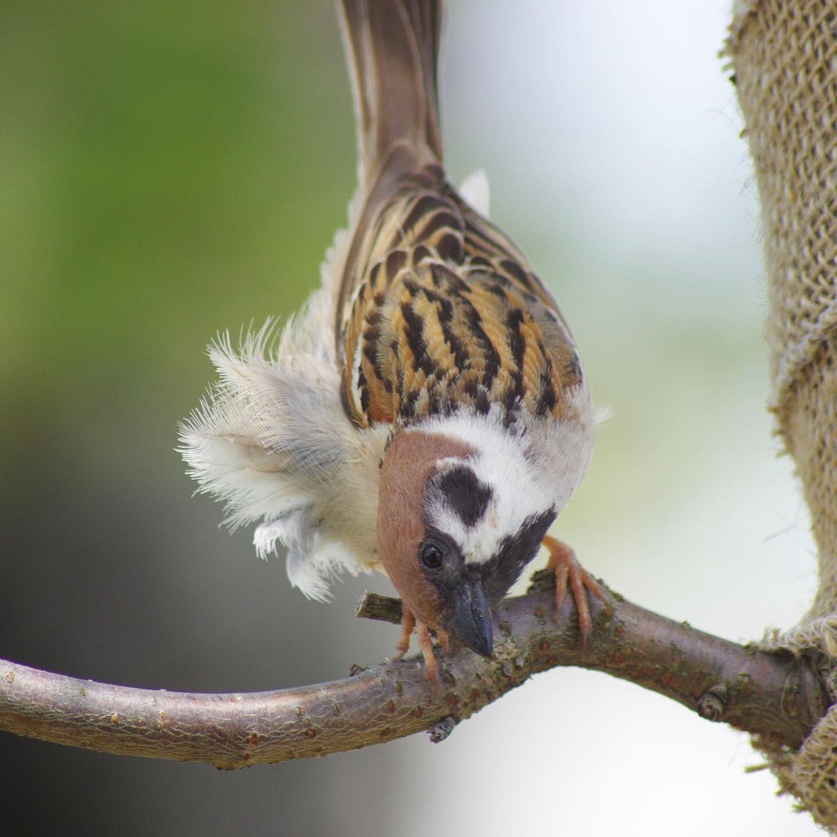 ヒラメさん

#雀 #スズメ #すずめ #sparrow #鳥 #小鳥 #野鳥 #ちゅん活 #スズメ写真集 #bird