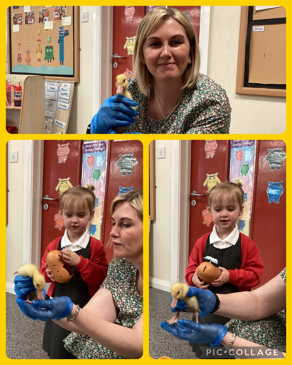 WMPrimaryF1's tweet photo. We were super excited to meet the ducklings this morning. #psed #utw #caringforanimals https://t.co/iWRkG53jb4