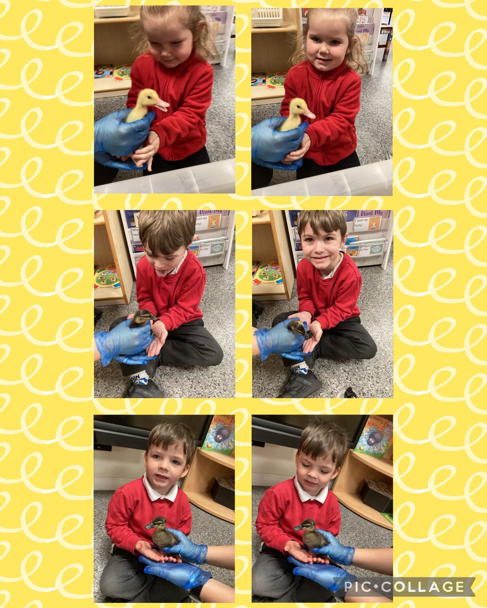 WMPrimaryF1's tweet photo. We were super excited to meet the ducklings this morning. #psed #utw #caringforanimals https://t.co/iWRkG53jb4