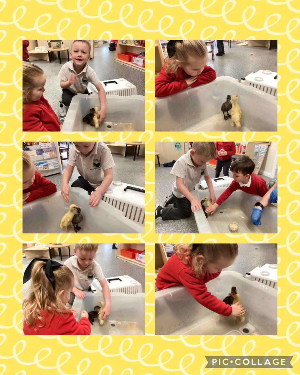 WMPrimaryF1's tweet photo. We were super excited to meet the ducklings this morning. #psed #utw #caringforanimals https://t.co/iWRkG53jb4
