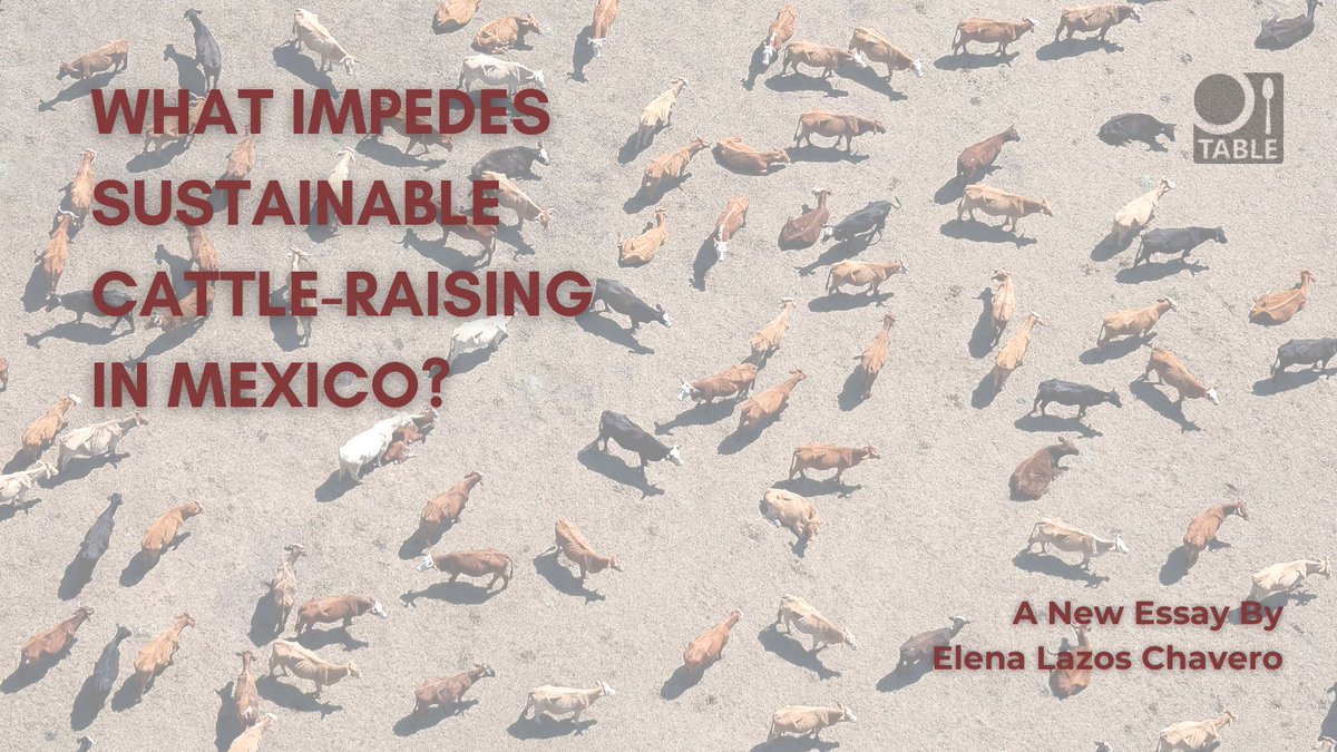 What impedes sustainable cattle-raising in Mexico? Elena Lazos Chavero (@IISUNAM) draws on years of fieldwork in Veracruz to illuminate how livestock-raising has spread into the region’s indigenous territories, & the role it has played in recent history. tabledebates.org/blog/challenge…