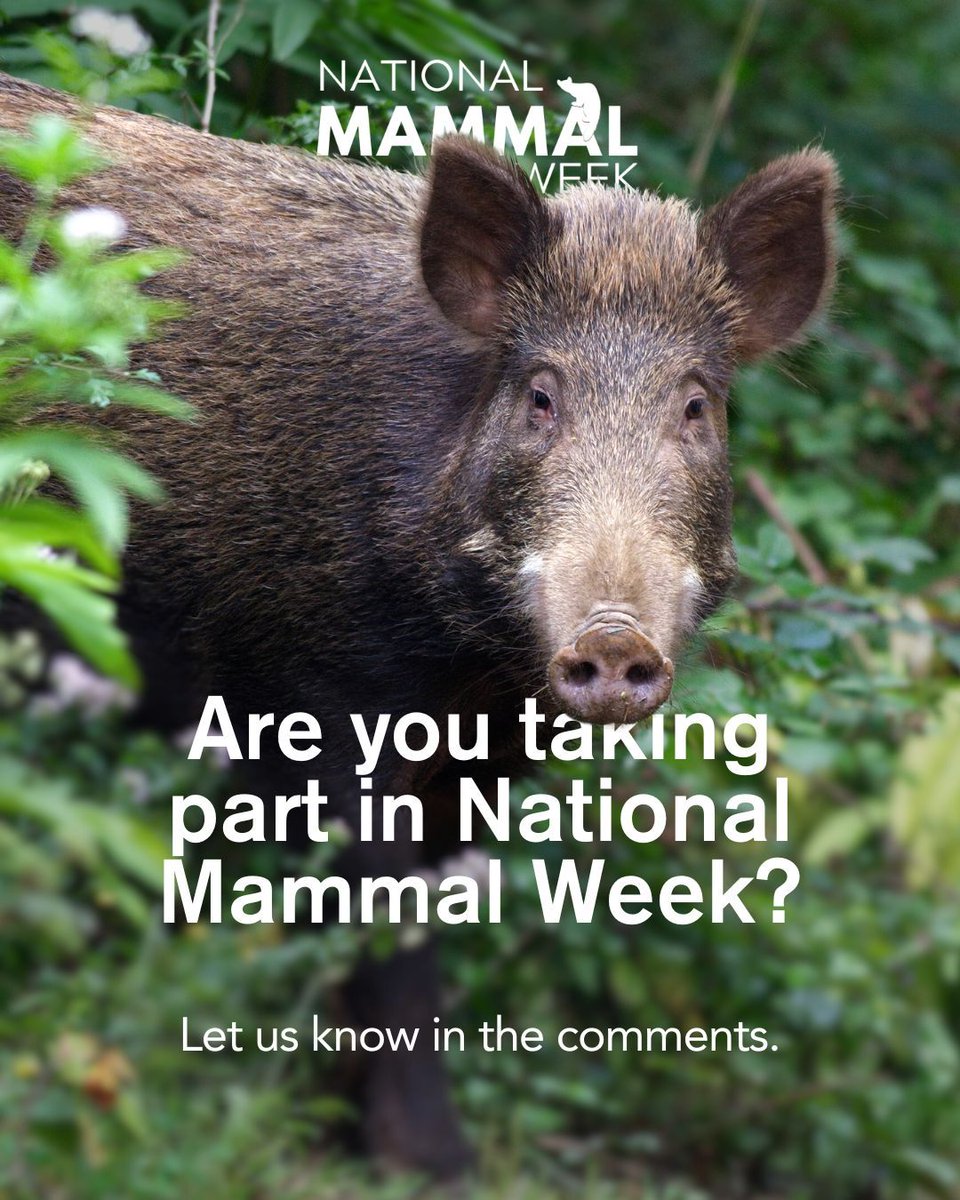 Mammal_Society's tweet photo. We've got a lot happening this National Mammal Week! From educational webinars and panels to practical initiatives, there's something for everyone. All events hosted by us are FREE.

Get tickets here: https://t.co/Qy4FxRBKzu

#NationalMammalWeek #ForgottenMammals https://t.co/2HkGYWh5iv