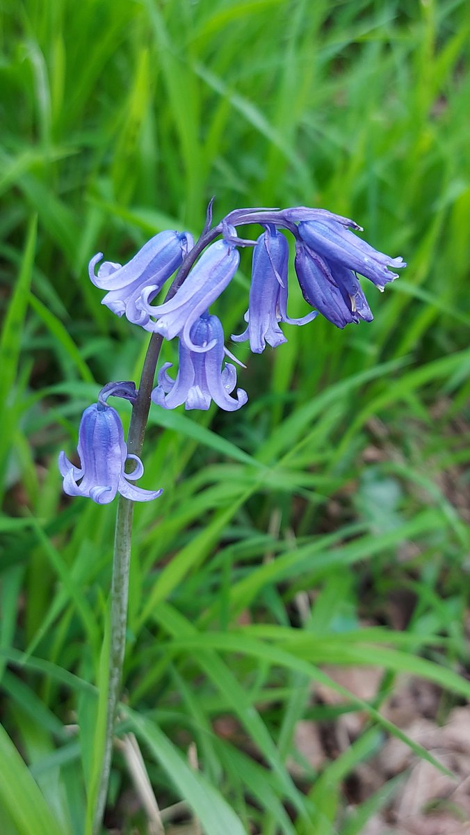 Some pictures of the bluebells to end the week, happy Friday everyone! #fridayfeeling

Did you know that there are public and permissive footpaths across the West Horsley Place estate? Come along for a walk and explore them anytime. 

#accesstonature #walking #surrey #bluebells