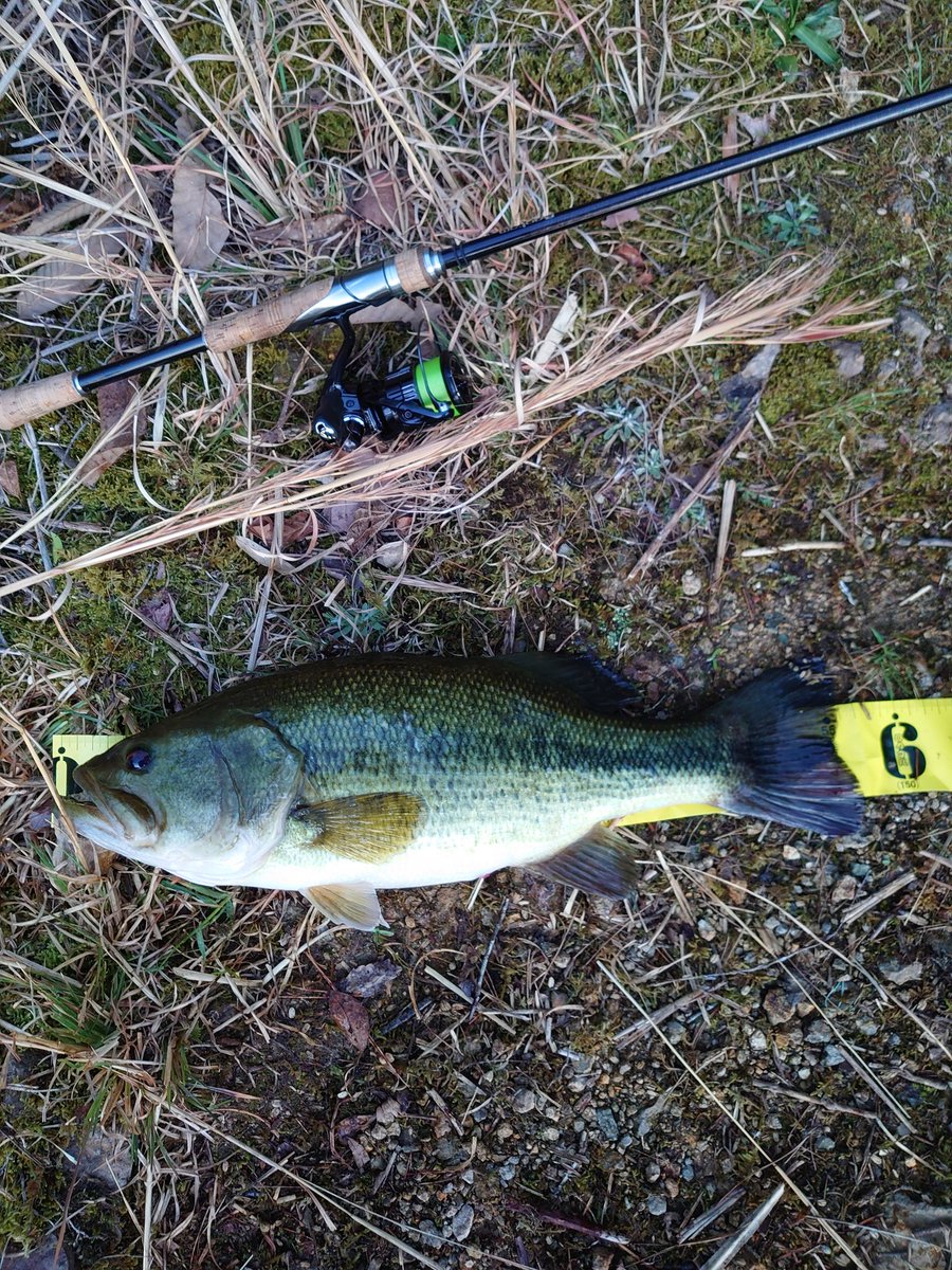tadagyozaten's tweet photo. 皆様、おつギョーザまです🙇💤

さて２日ボウズからのしごおわ夕活🎣

ピーカン無風でバスにバカにされながらもどうにか一本👌

ヴァンキッシュ入魂😆

リーダー細いのにめちゃ引かれてヒィヒィ言うてキャッチしました😅

ゴーゴーup👌

#一誠
#ｷｬﾗﾒﾙｼｬｯﾄﾞ2.6
#PE0.4
#ﾘｰﾀﾞｰﾌﾛﾛ4ld https://t.co/qcMG59DQGF