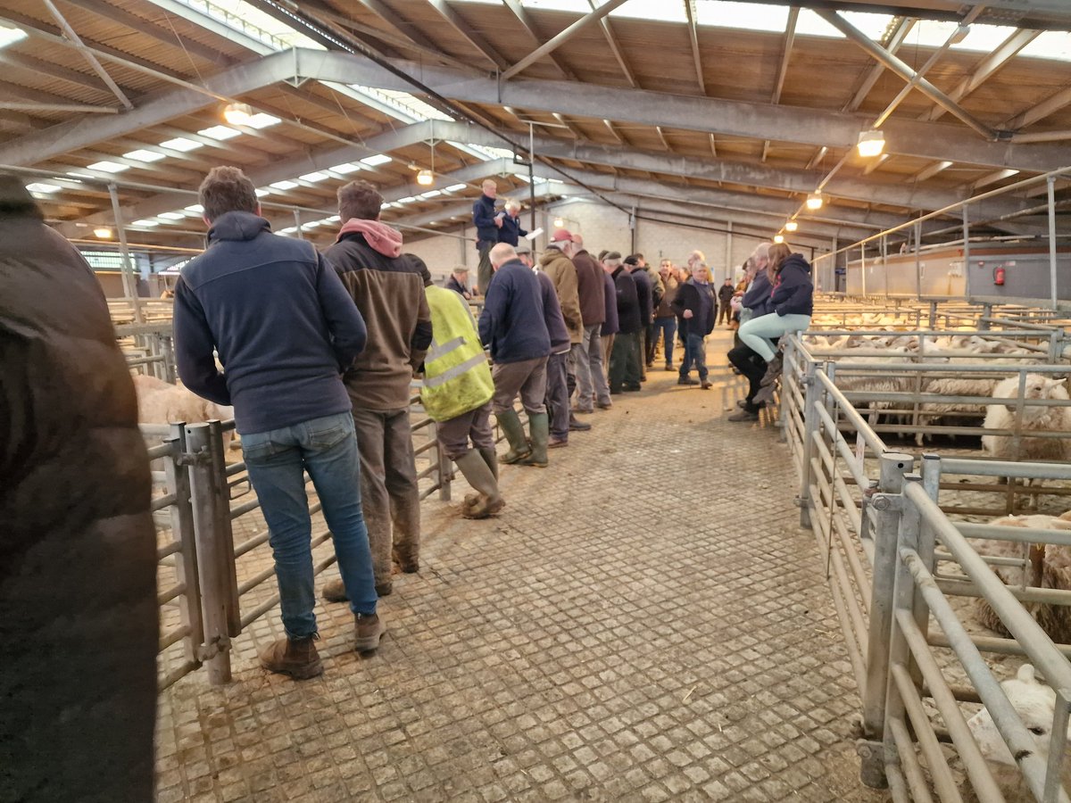 Trade still strong across the piste @NockDeightonAg #Carmarthen on the sheep today ... Dafs on a roll!