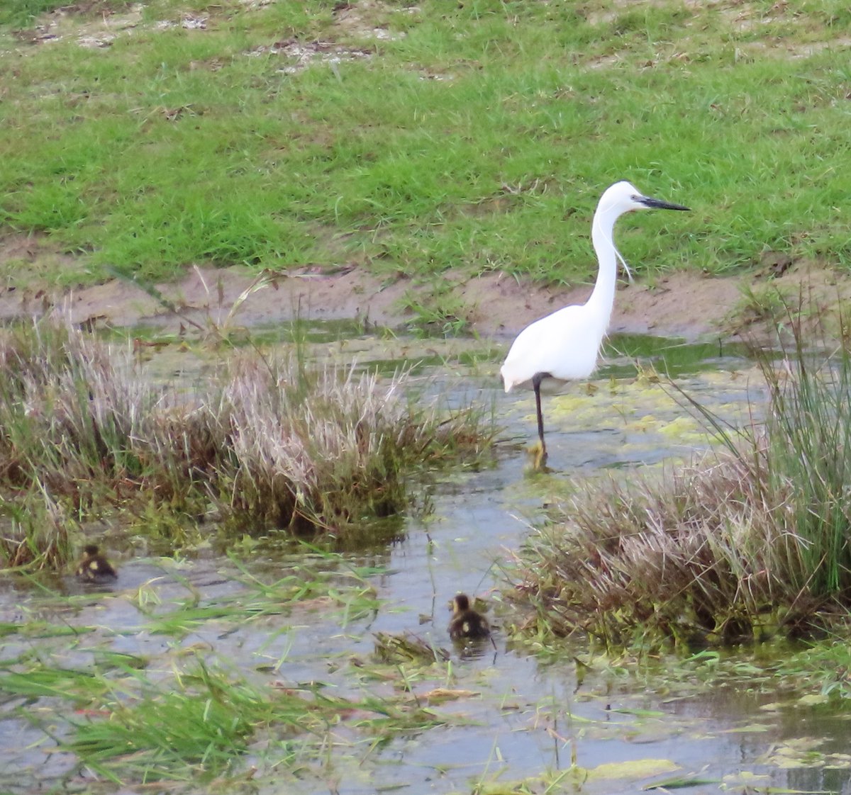 Do little egrets eat ducklings? Not on this occasion. The egret ran off in fright.