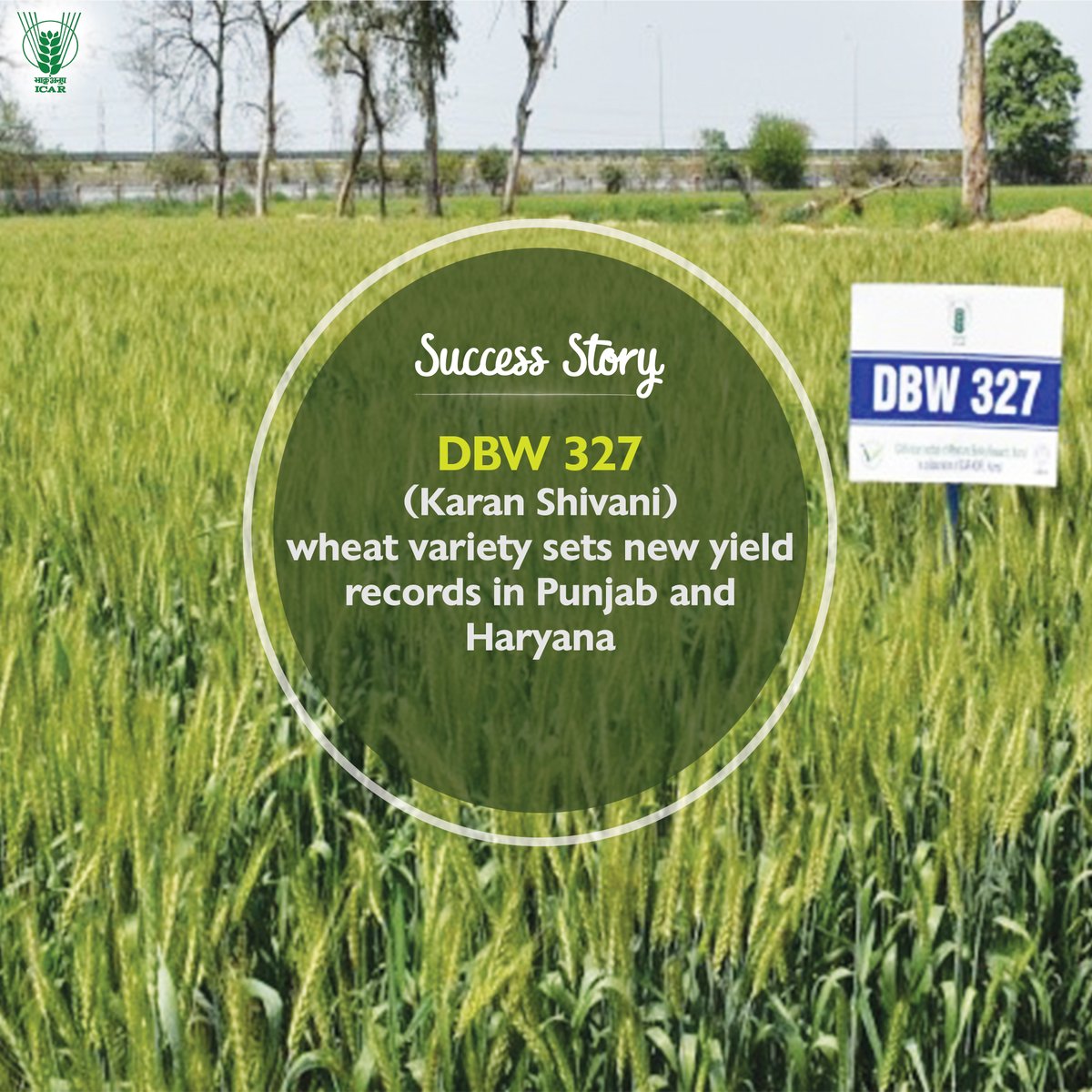DBW 327 (Karan Shivani) #wheat variety sets new yield records in #Punjab and #Haryana. #ICAR  #Agriculture 
@PMOIndia @mygovindia @PIB_India
@AgriGoI @DDKisanChannel

Read more: icar.org.in/node/20718