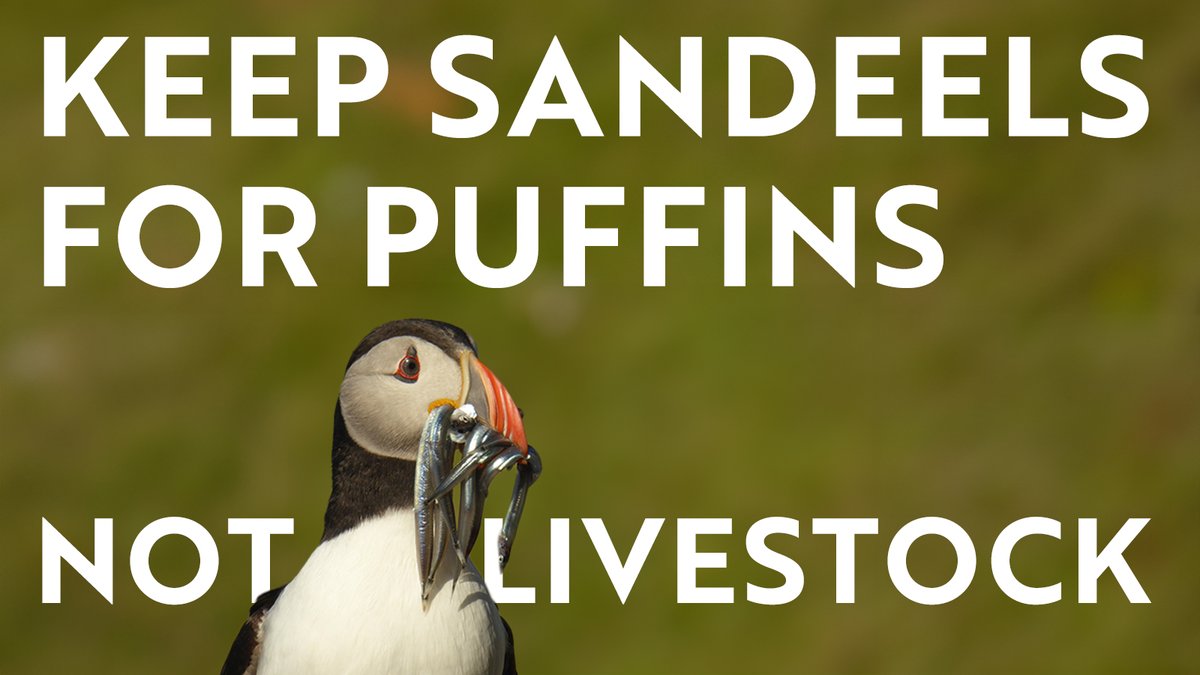 🚨 EU challenges UK sandeel fishery closures 🚨 This is a direct threat to our struggling seabirds. Sandeels should end up in Puffin beaks, not hoovered up for livestock. We need the UK Government to stand firm. The closures must remain!