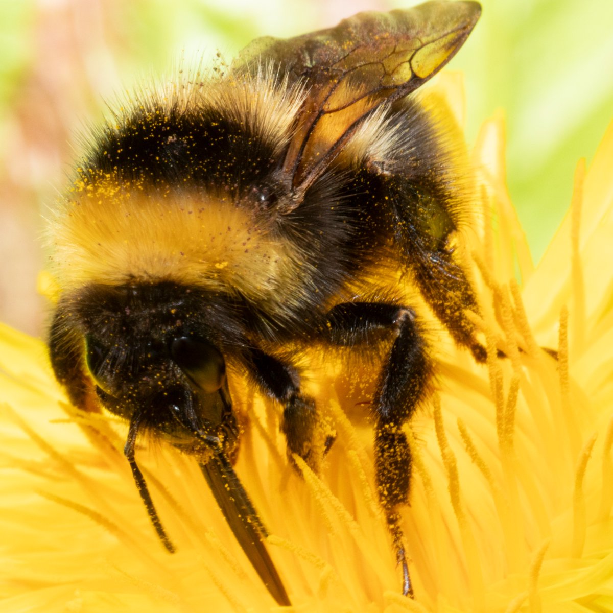 Showing the North Campus some love 💛 There's a ton of biodiversity and buzz of life on both our campuses🐝🐞🌻 📸 by the super-talented Daniel Balteanu #GreenCampus #MaynoothUni #Biodiversity