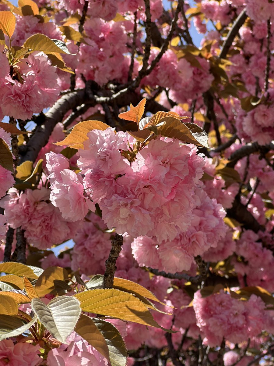 Shinjuku Gyoen tartışmasız gördüğüm en güzel park. İçerisindeki Starbucks ise bu güzellikten kopmadan çalışabilmemize imkan sağlayan, ikonik bir mekan. Sıcacık güneş, püfür püfür esen rüzgar ve bolca çiçek. Enerji toplamak için daha güzel bir yer olamaz sanırım 🌸 #furkanworks