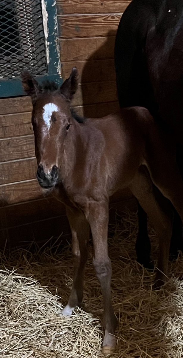 Happy Birthday !!! Its a NY BRED Filly !!!!! By Bucherro out of Tribecky (lady Milagros new half sister!!!! ) Born 4/18/24 9:55 only a few hours old the name game begins now…..@DianeMayi @alfonsito09 @mjlstox1