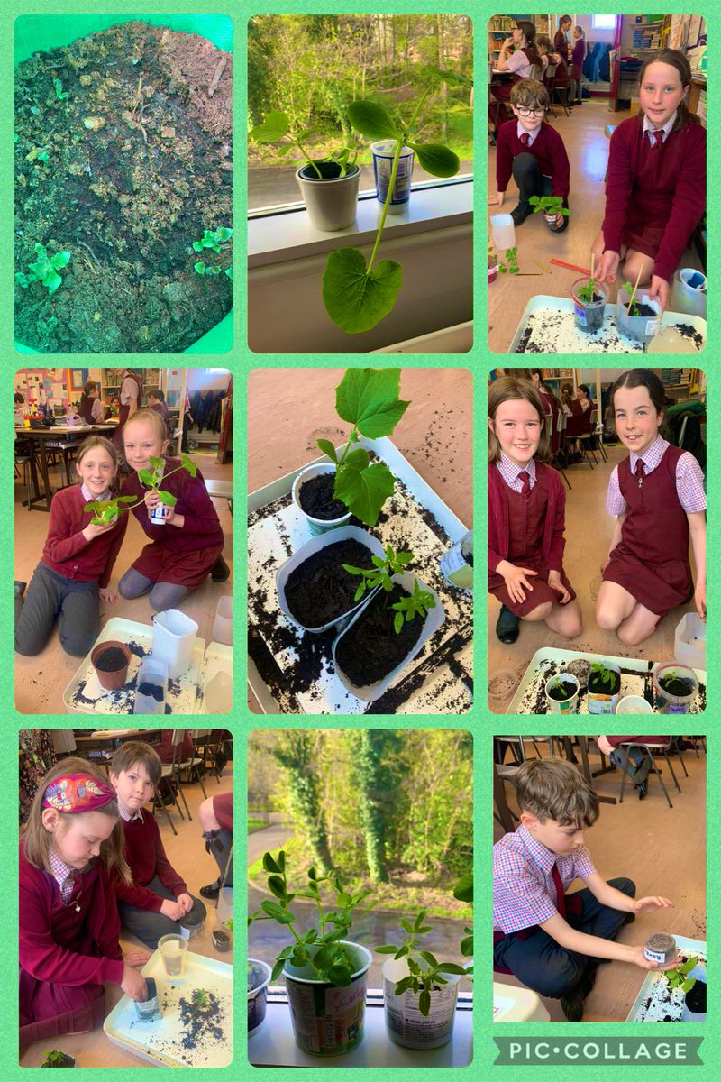 Our students planted vegetable seeds before Easter and have just potted on their plants. It has been very exciting watching the tomatoes, courgettes, cucumbers, peas and potatoes growing!🫛🥔🍅@AnneKennedyArm1 @Eco_SchoolsNI