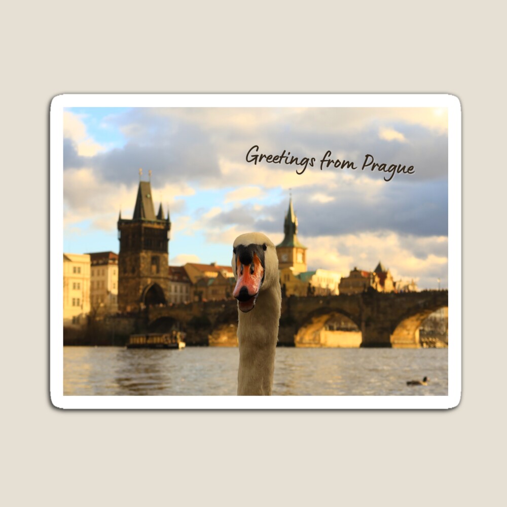 'Greetings From Prague' redbubble.com/shop/ap/160358… #prague #CzechRepublic #czech #greetingcards #magnets #AYearForArt #travel #TravelTheWorld #BuyIntoArt #TravelPhotography #CharlesBridge #TravelDestination #fun #photography #tourism #Karlsbrücke #photobomb #funny #swan #animal