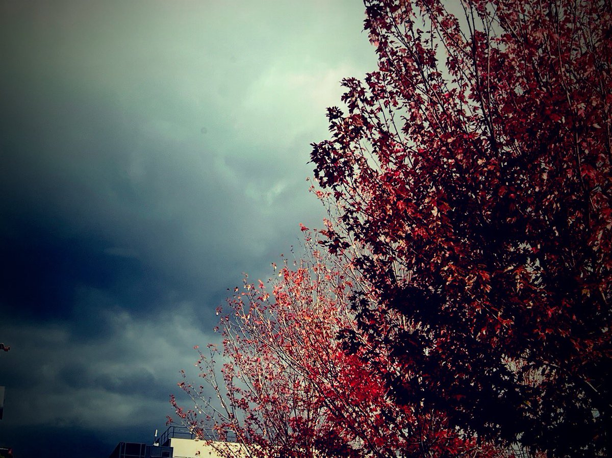 she is all autumnal
tempests, skies falling
and the beautiful violence
of seasons caressing weather