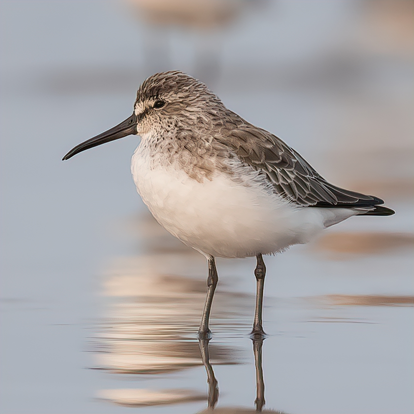 Sunday is dedicated to 'Sandy Sandpiper'. Pull out your favorite Sandpiper species. Broad-billed Sandpiper #IndiAves #ThePhotoHour #SandySandpiper