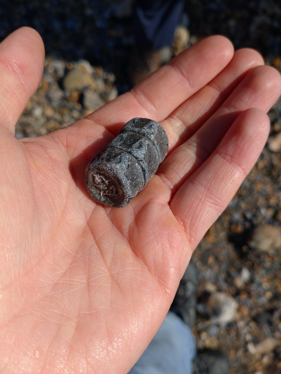 A great start to the day with a fossil hunting walk with the Year 3s and 4s of St. Petroc's Primary! Special congratulations to Oscar on this star find of the day, a set of three perfectly articulated ichthyosaur vertebrae! #FossilFriday