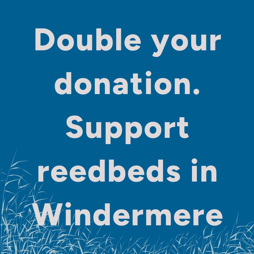 Reedbeds boost biodiversity, support water quality, and sustain ecosystems for plants, wildlife and people. When you donate during the Big Give week your donation will be matched by our pledgers. Go to ow.ly/RBk850RjHvV to donate before noon on Thursday 25th April.