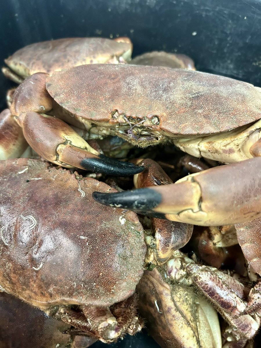 Beautiful local crab on @stock_kitchen #supportlocal