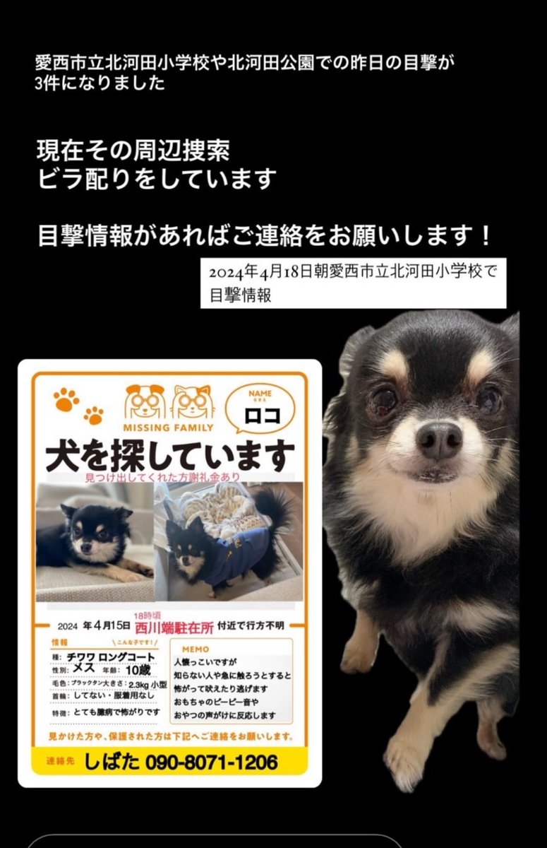 ju_n5ooooo's tweet photo. ＊拡散希望＊
4月15日からワンちゃんが行方不明になり、拡散してほしいと友人から依頼がありました！！
何か情報ありましたら、画像の連絡先までよろしくお願いします。

#拡散希望
#迷い犬
#愛知県
#愛西市 https://t.co/fFKABnAqed