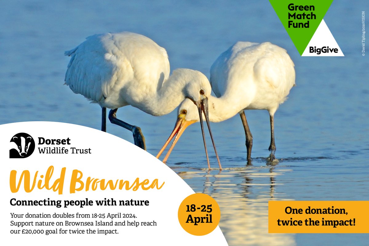 Wow, over £9,000 has been raised in just 24 hours! 🙌 A HUGE thank you to everyone who has generously donated to the #BrownseaBigGive so far. 💚 Could you help us reach £10,000 by the end of the day? 👀 Donate to the Wild Brownsea Big Give here 👉 bit.ly/445HPP0 ~ Jack