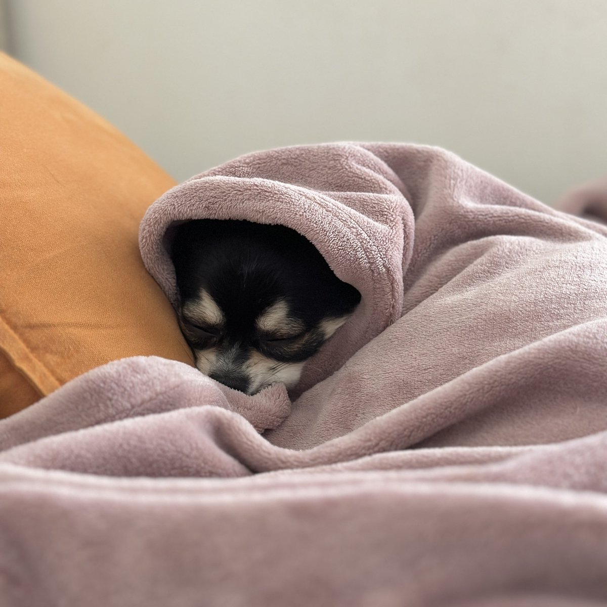 朝、ちょっと冷えるかなーと思って毛布掛けておいたら寝てた・・・。 #チワワ #犬のいる生活