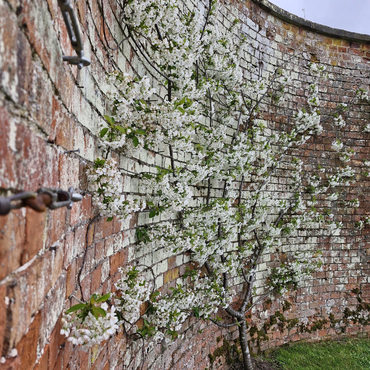 Attingham's Walled Garden cherry blossom is now in bloom. 🌸 Did you know that cherry blossom species naturally have five petals, but there are some species that have more than 100 petals per flower? Find out more about Attingham's Walled Garden 👉bit.ly/AttignhamsGard…