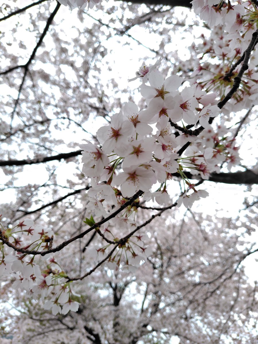 芋川桜づつみ🌸（4/19）
あいにくのお天気☔だったけど桜はキレイでした✨