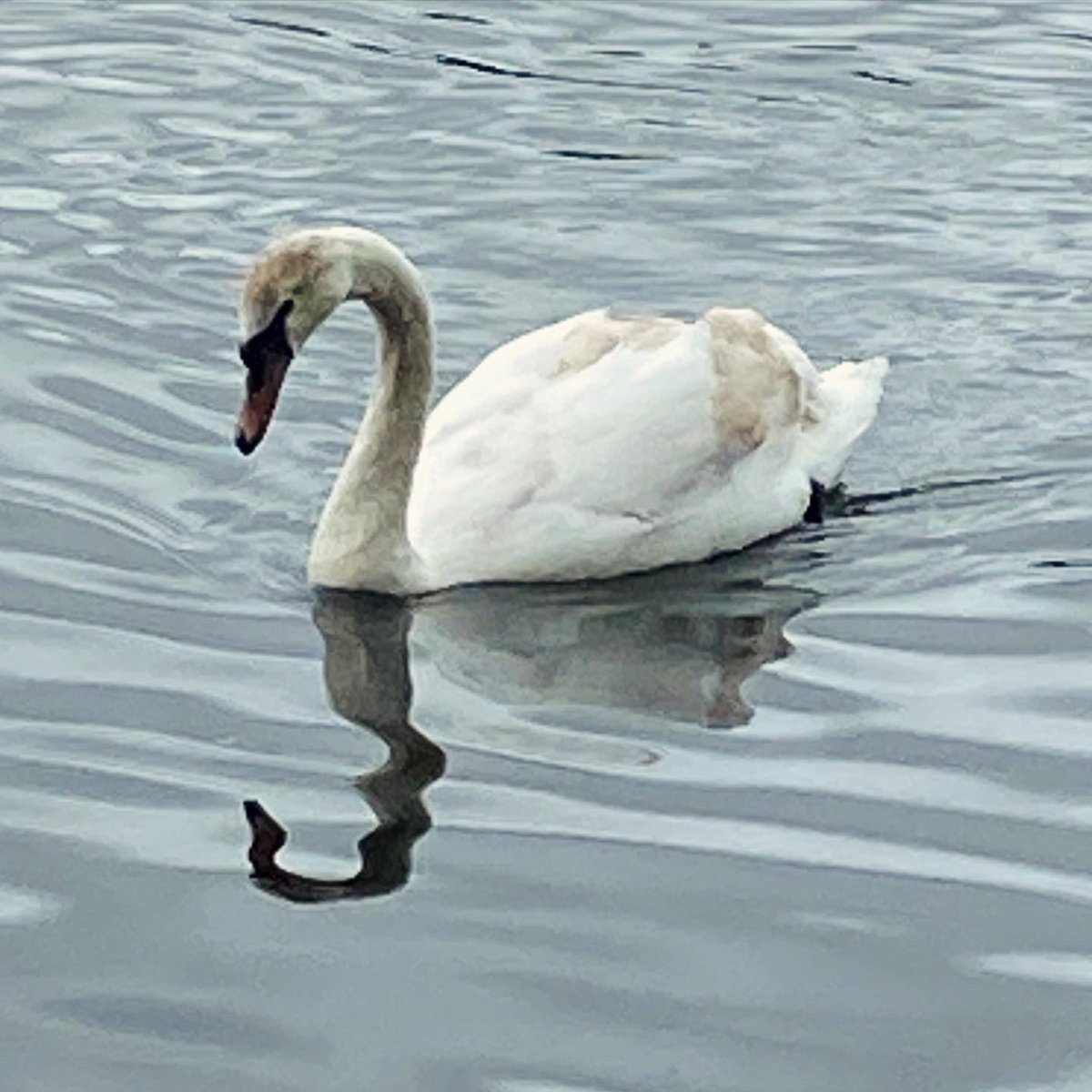 Stratford ? Worcester? Bewdley ? No, #Birmingham ! 2km out of the city along the #birminghamcanal past the #roundhouse to the #localnaturereserve at #edgbastonreservoir . The swans are back.