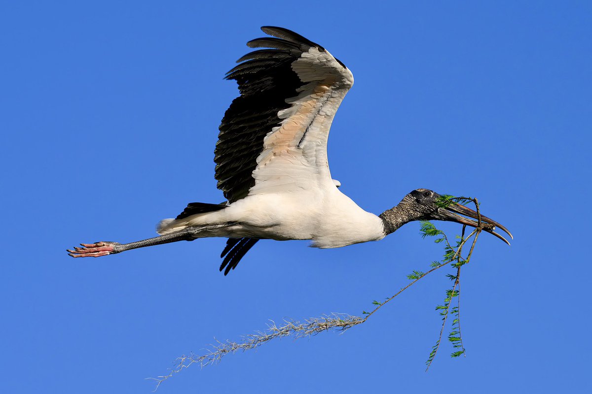 Wood stork collects branches to reinforce the nest, they look beautiful in flight. Photographed with my @NikonUSA Z 8 and NIKKOR Z 180-600mm f/5.6-6.3 VR lens at 210mm, they fly close by making for great photo ops! #nikonambassador #birdphotography