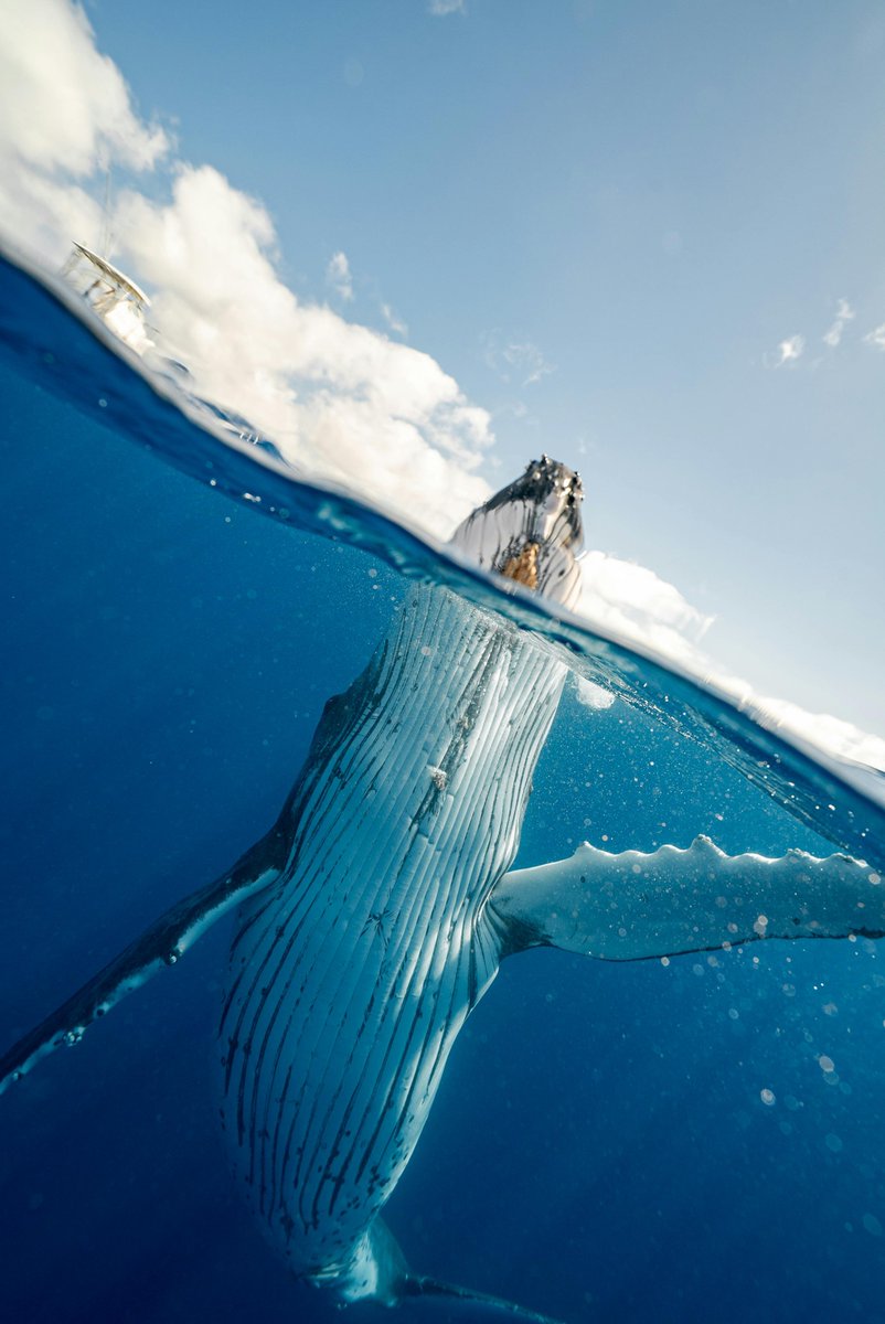 🌊🐋GM! Ever heard of whale falls? When a whale dies and sinks, it creates a unique ecosystem on the ocean floor, supporting a diverse community of deep-sea creatures. 💙💙💙 #MindfulOcean #OceanTrivia #SavetheOcean