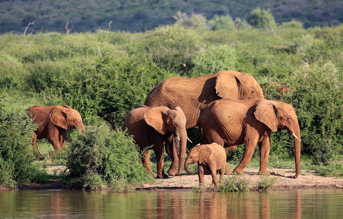 Just some elephants, to brighten up your timeline :)