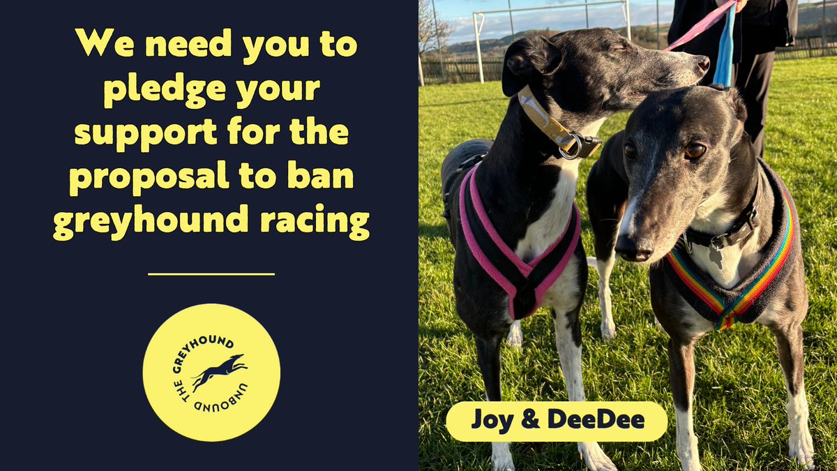 ⏰ There is now less than 1 week to pledge your support for a proposed bill that would BAN greyhound racing in🏴󠁧󠁢󠁳󠁣󠁴󠁿 👉 We urgently need YOU to pledge your support: bit.ly/greyhoundpledge 🐾 Joy & DeeDee are survivors of the dog racing industry - can they count on your support?