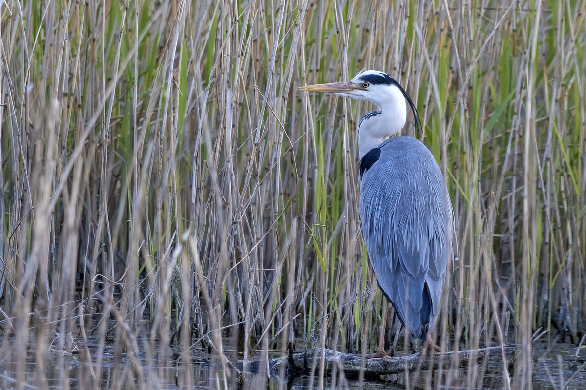 Grey Heron at Magor Marsh this morning #gwentbirds #gwentwildlife