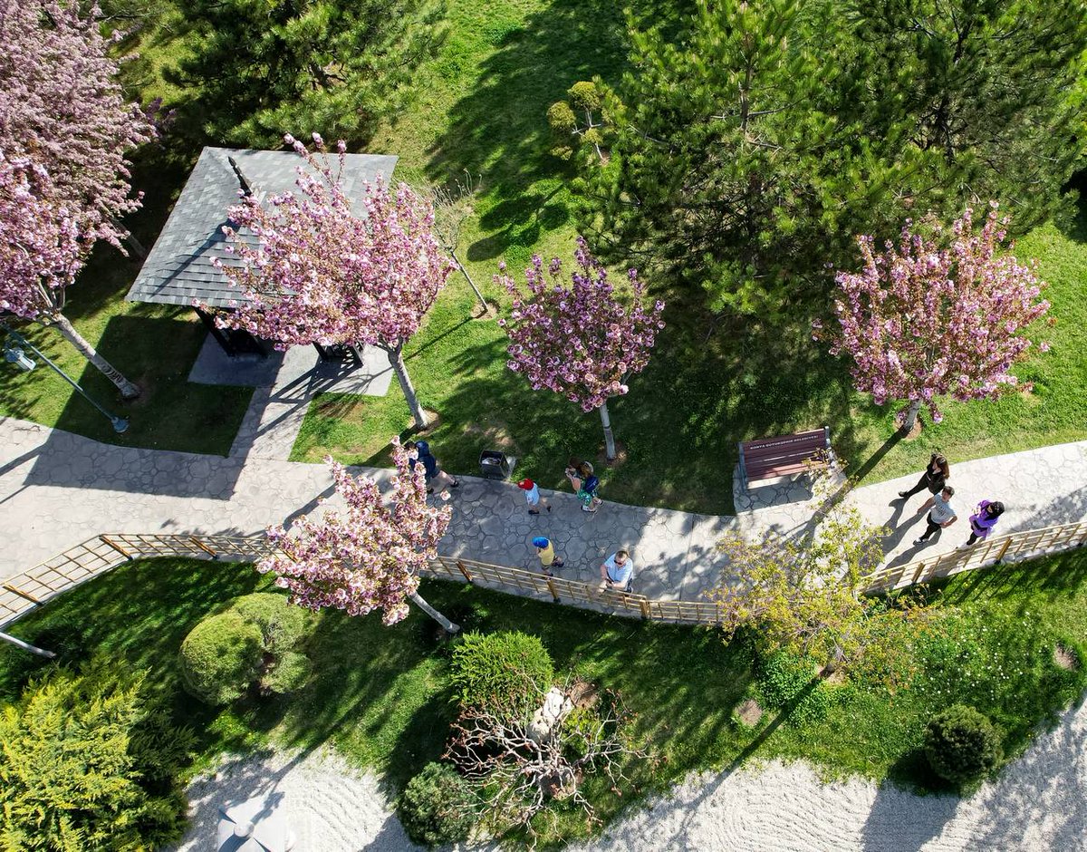 Konya'da bulunan Kyoto Japon Parkı'nın çiçek açan sakura ağaçları görenleri hayran bırakıyor. Japonya'nın önemli simgelerinden olan ve baharı müjdecisi sakuralar, meyvesi olmayan Japon kiraz ağacı olarak da biliniyor. yenihaberden.com/konyada-sakura… #konya