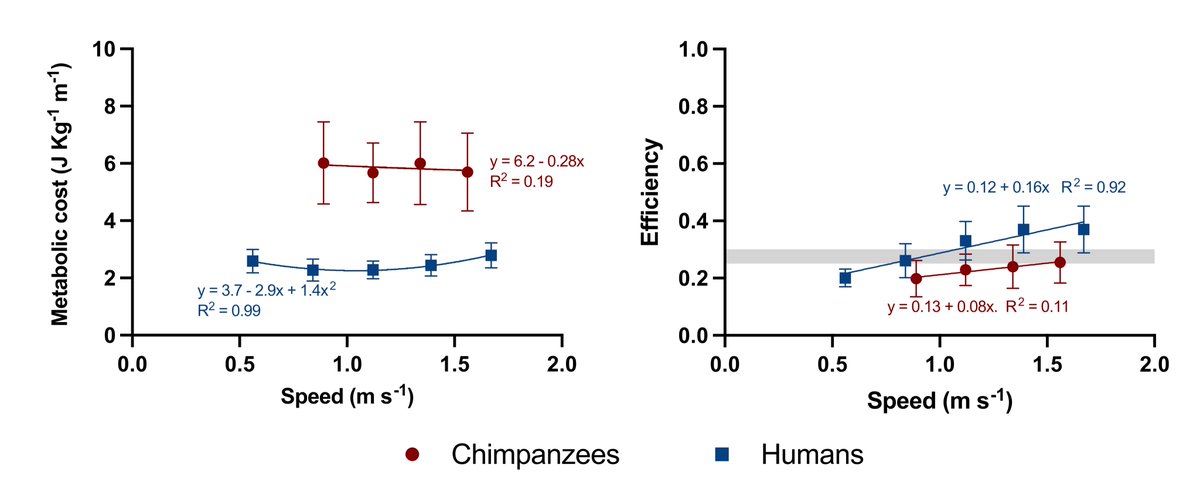 Happy to see this out! 🥳🤩🤩
<a href="/Luca_L_Ruggiero/">Luca Ruggiero</a> <a href="/AlbertoMinetti/">alberto minetti</a> @GasparePavei

Humans walk at lower metabolic cost compared to #chimpanzees, their closest ape relatives. But why? [1/5]
nature.com/articles/s4159…