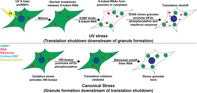 Shining light on DHX9: UV-induced stress granules illuminate protective mechanisms for daughter cell resilience dlvr.it/T5k53n