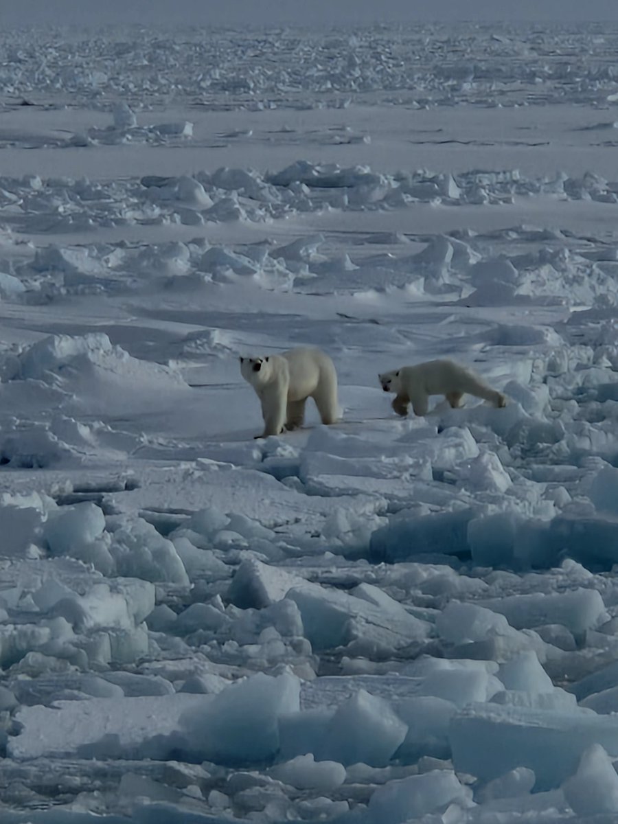 DrMagzOfTheDeep's tweet image. Perks of the job while #seabedmapping in the #arctic 🐻‍❄🐻‍❄👍 #Kvitøyrenna