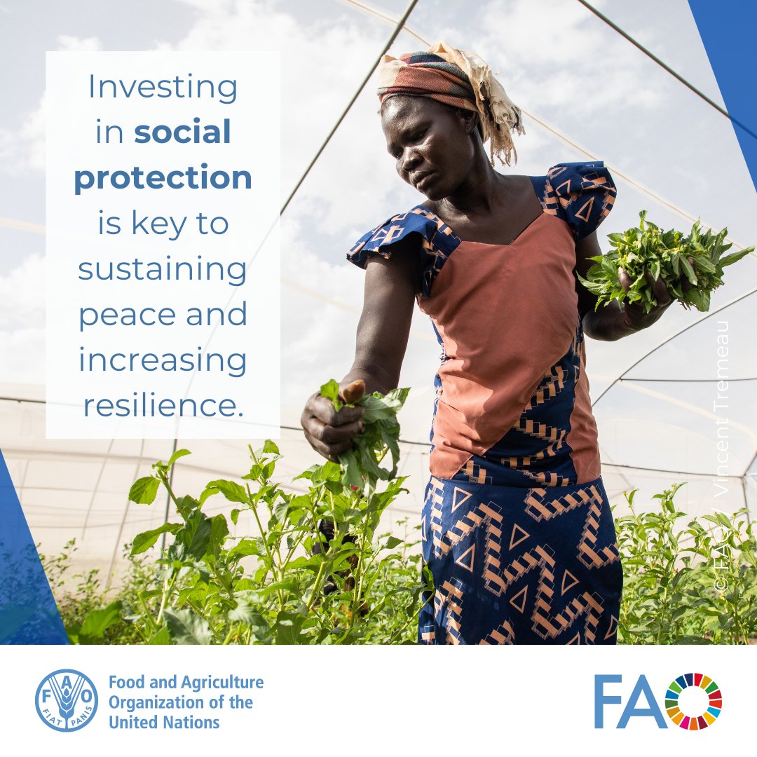 Investing in #SocialProtection is key to sustaining peace and increasing resilience.

Learn how @FAO is supporting Member countries & stakeholders to implement social protection interventions that respond to the impacts of conflict & support peace.

👉 bit.ly/49CSB0c