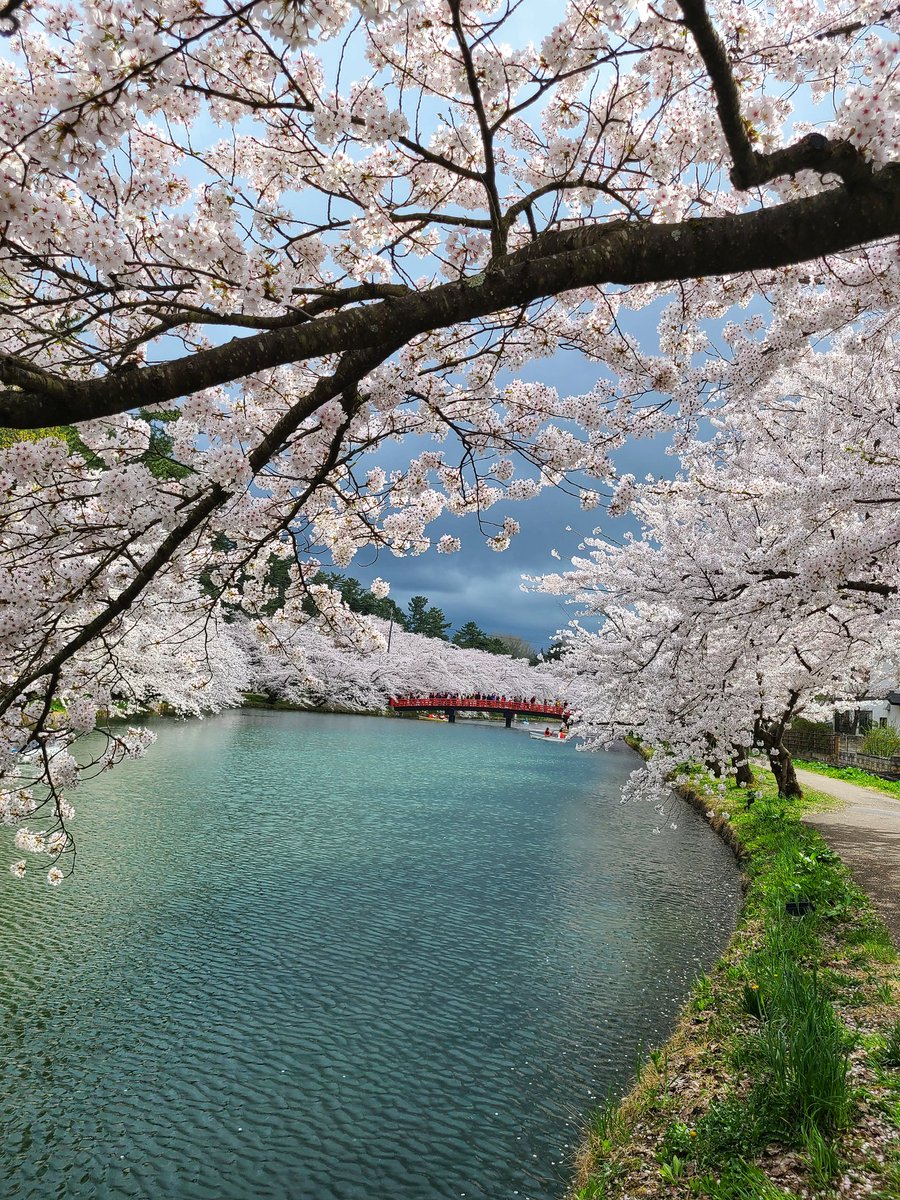 今日も弘前公園
明日も弘前公園w

#花見
#弘前公園
#ハート
#桜
#CHERRYBLOSSOM
#満開
#スマホ写真