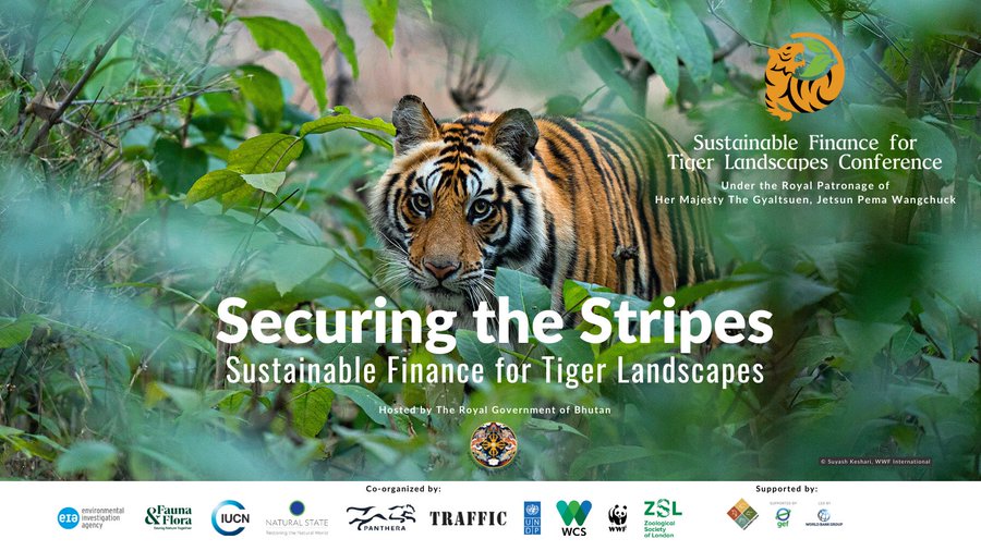 Tigers🐅 are amazing animals and measurable drivers of biodiversity in their habitat From cultural icons to valuable indicators of their ecosystems, they are as familiar as they are alluring Let's make efforts to protect them rb.gy/f42up9 #investintigers @UNDP_Bhutan