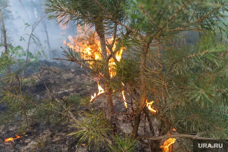 В Челябинске начались лесные пожары 🔥