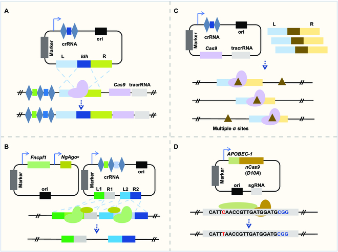 🔬🦠 Probiotics Meet CRISPR! This review highlights how CRISPR-Cas systems revolutionize probiotic development, enhancing their health benefits and understanding mechanisms. #Biotech #CRISPR 🧫✨ Details:spj.science.org/doi/10.34133/b…