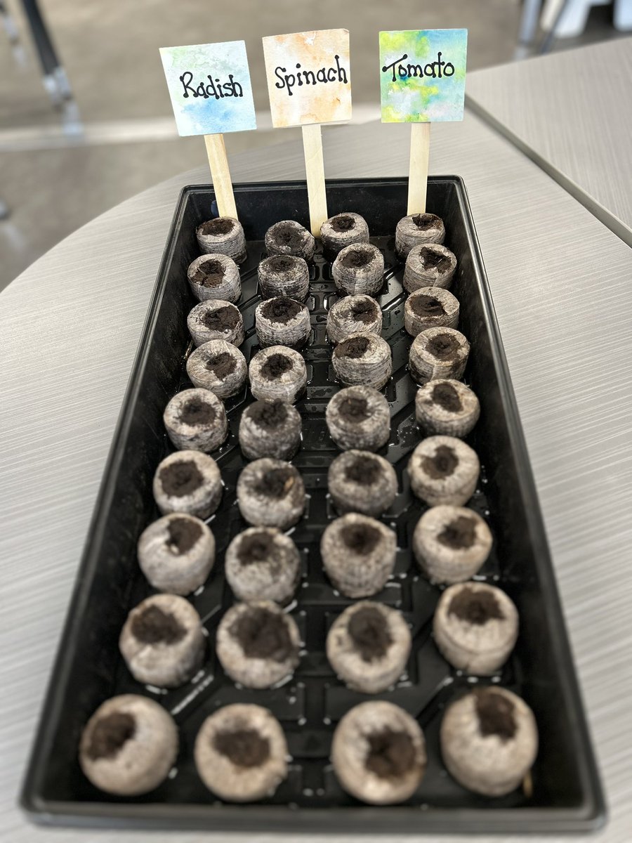 MzMousseau's tweet photo. My little gardeners are so excited to see their plants grow. It is really nice to see how excited they got about tomatoes, spinach, and radishes. #STEgreen https://t.co/Ypw4wUJpxW