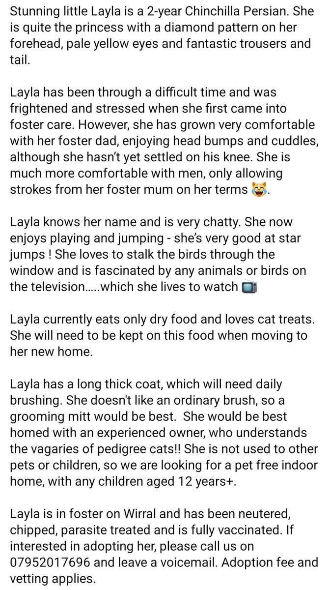 How BEAUTIFUL is Layla 😍😍😍 She needs a special home where she can be a pampered princess & learn to trust again #AdoptMe #Liverpool #FelineFriday #CatsOfTwitter
