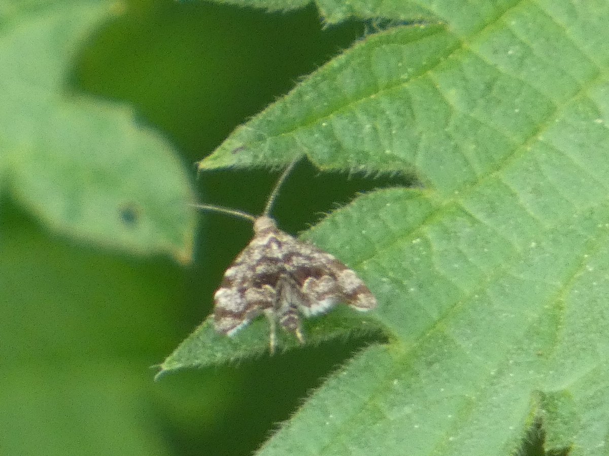 And a few field records - Another Green Longhorn and Nettle Tap