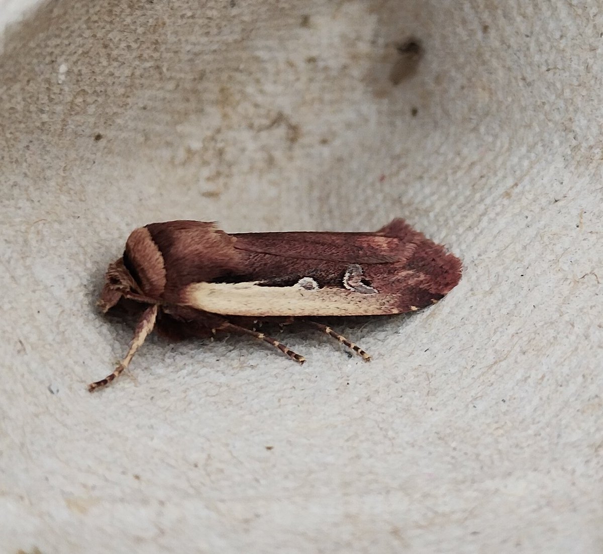 Not a huge amount in the Moff trap last night, but some beauties including Lunar Marbled Brown, Great Prominent, Green Carpet and Flame Shoulder @DorsetWildlife @DorsetMoths @SightingDOR @BC_Dorset