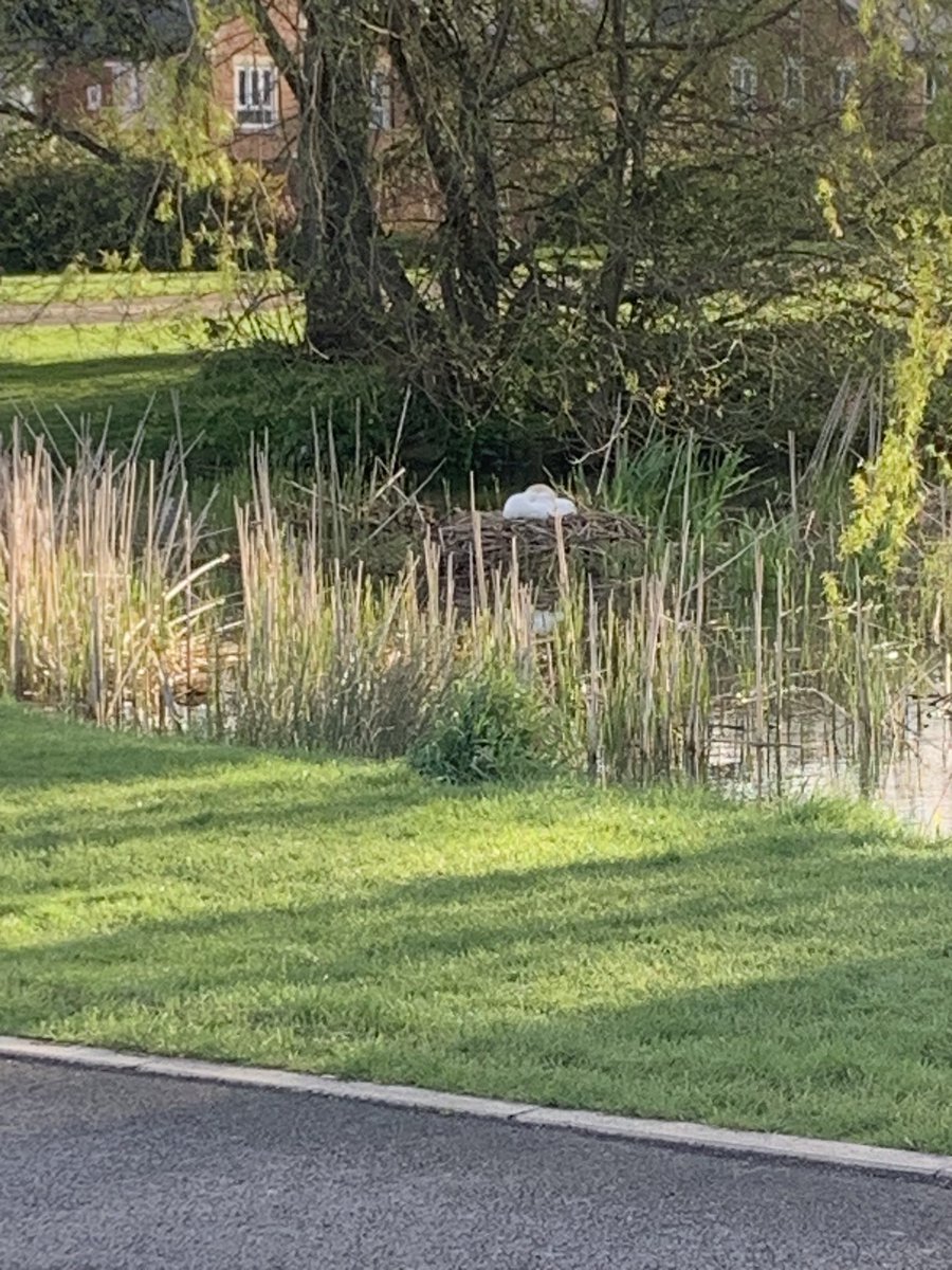 #swanwatch #acklamhall #middlesbrough.   Beautiful sight.  Pen been sat on the nest for over a week.  Still a few more weeks before we see any cygnets 🦢🦢.  I’ll keep you posted