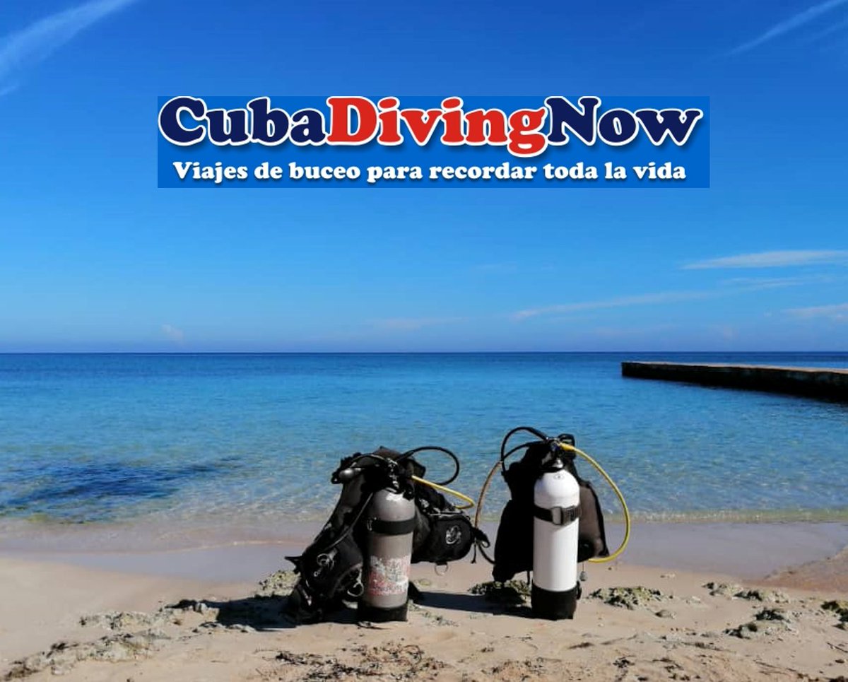 🎉 Welcome CubaDivingNow to TheScubaDirectory! 📍 Havana, Cuba 👉thescubadirectory.com/diveshopprofil… #Havana #Cuba #ScubaDivingMag #PADI #paditv #scubadivelife #scubadive #scubadiving #divelife #scuba #dive #sealife #diving #divetrip #divetravel #scubatravel #scubatravellers